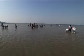 曹妃甸赶海一日游图片
