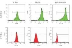 脑损伤模型大鼠Pink1/Parkin介导的线粒体自噬作用图片