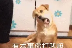 表情包｜野猪行为图片