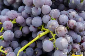 中秋节买葡萄，牢记“3看1提1品尝”，葡萄好吃还新鲜，真实用图片