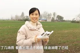 驻马店的老乡们，静静航拍咱家小麦长啥样？雨后的小麦真不赖！视频封面