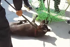 「画面或有不适，慎」深圳收治流浪犬，他12年的爱犬被执法队员……视频封面