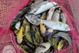 台钓|详解使用蚯蚓钓鱼有何优势及调漂方法，简单实用渔获多图片