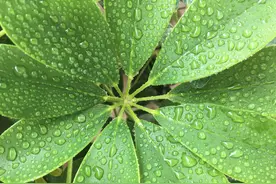 夜阑卧听风吹雨，铁马冰河入梦来图片