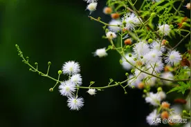 不会害羞的光荚含羞草，为何有“绿篱之王”的美称？图片