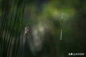 这年头，连蜘蛛都必须会英文图片