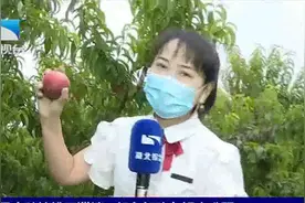 武汉果农种植桃子滞销，帮女郎助力解决难题视频封面