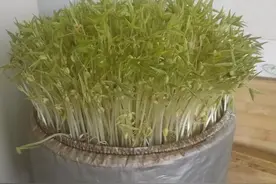 在生活中修行：自制健康绿色美味的豆芽菜图片