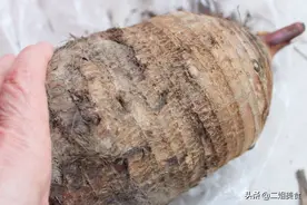 同样是芋头，生水芋头和面芋头如何分辨？摊主教您一招，别乱买了图片