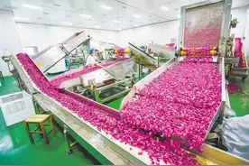 菏泽定陶区黄店镇：“致富花”开分外香图片