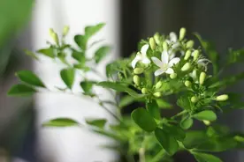 茉莉瘦弱枯萎，怎么养得白白胖胖开花香，这几点很重要图片