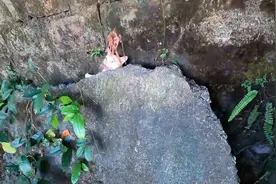 猫妈妈被夹脖子，最后一口气回到孩子身边，岂料孩子下一秒被车撞图片