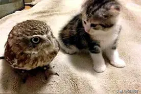 小奶猫深情凝视猫头鹰，然后亲亲，关系太好还一起搂着睡图片