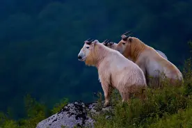 秦岭羚牛局部泛滥，偷袭人类，为什么它的保护等级仍堪比大熊猫？图片