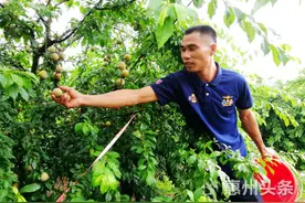 博罗泰美：三华李果熟飘香迎客来图片