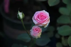 阳台上养护的月季花盆栽，为什么越来越黄叶了，需要摘叶吗？图片
