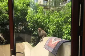 观山湖一小区“猴出没注意”！物业通知：把吃的藏起来图片