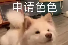 近期热门表情包：申请色色不可以色色表情包图片