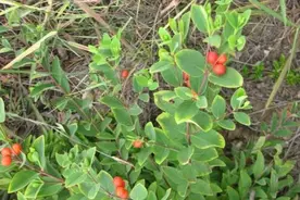 了哥王是一种什么样的植物？图片