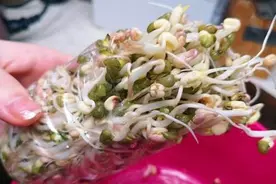 矿泉水瓶子用作养花，学会这些妙用，既能省钱又能得到乐趣图片