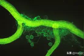 地底3000米发现新生命？科学家：本不该出现的，还是出现了？图片