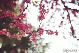 赏樱何必去日本？黎川的樱花照样美得不像话！图片