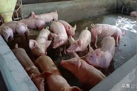 养猪这样自配饲料，每吨省下500多元，又能防控住非洲猪瘟图片