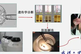 携带遗传致病基因的父母，如何生下健康后代？武汉大学人民医院这个团队给出解决方案图片