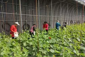 黄瓜大量上市，价格已低至5毛/斤，五一过后更便宜，发生了啥？图片