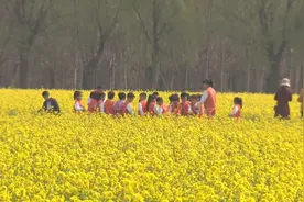 【踏青出游】固安：油菜花开春意浓图片