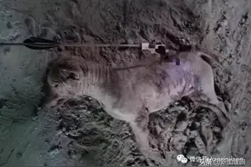 血腥慎点！马来西亚两男子当街用弓箭射杀野狗图片