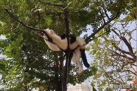 你敢信？我在一棵树下，看一只猫睡觉看了整整三个小时图片