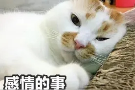 据说养猫之后都会有这5个“副作用”，养猫越久还越严重图片