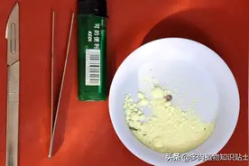 高位侧芽这样处理，十二卷属多肉繁殖小窍门图片
