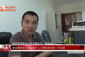 仪陇：宠物狐狸遭遗弃 工作人员为其另觅新家图片