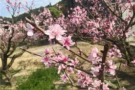 观赏桃花园林种植和养护研究，高级农艺师支招，几个问题要注意！图片