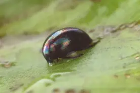 发现一种“无敌”昆虫，被活生生吞下，居然从青蛙屁股里跑了出来图片