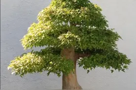盆景的各种模样，对应一种不一样的叫法，这些叫法各有不同图片