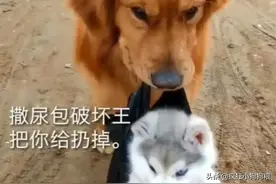 金毛把小二哈扔到垃圾堆，金毛：老是替你背锅，太吃亏图片