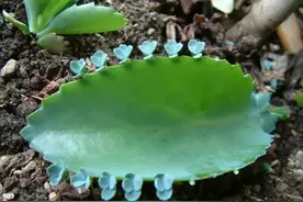 俗称“还魂草”，花色吉祥，药用价值高，观赏药用两不误图片