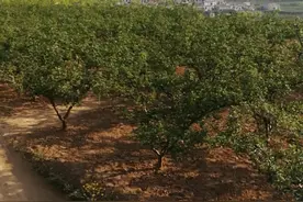 花椒价格大滑坡，椒农对这一产业该如何应对。图片