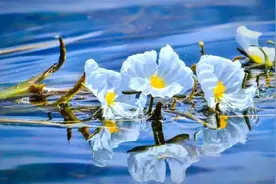 冰清玉洁的水性杨花——波叶海菜花图片