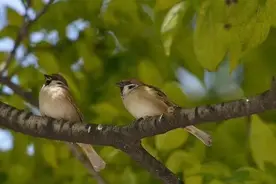 “雀儿架"的由来图片