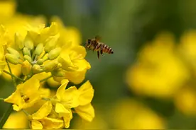 四川眉山：油菜花开图片
