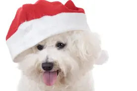 比熊犬的七大优点，养过的人都说“上瘾”了，想戒都戒不掉图片