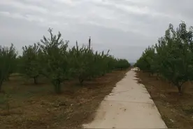 甘肃适合种植巴旦木树苗吗？如何正确选择巴旦木苗木品种？图片