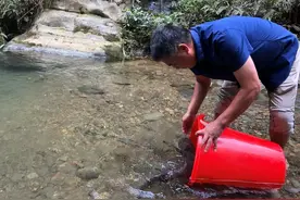 桃源村民溪水中发现野生娃娃鱼，保护区人员将其转移放生图片