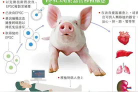 为移植猪的器官，进行的“人猪杂交”实验，可以带来生的希望吗？图片