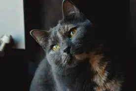 猫咪急救手册，收藏起来，关键时刻能救命图片