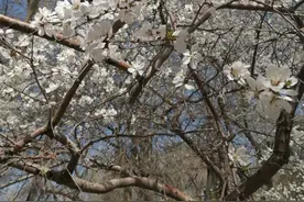 春江水暖鸭先知，一树梨花压海棠图片